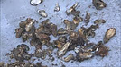 海水温上昇で旬の魚介類に異変