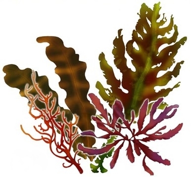 海藻・褐藻