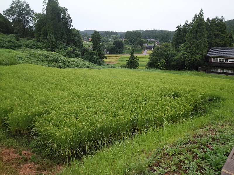 金蔵寺前夏風景