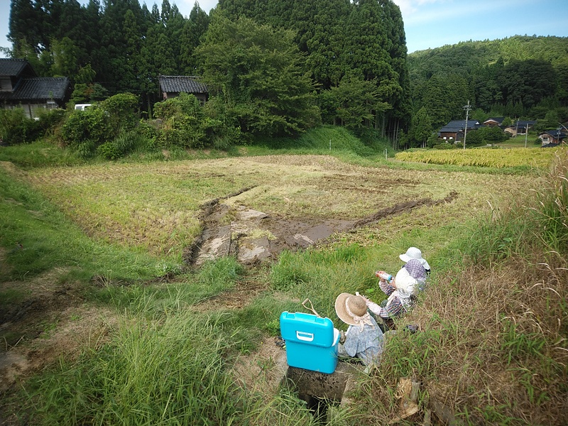 応援部隊の手刈り