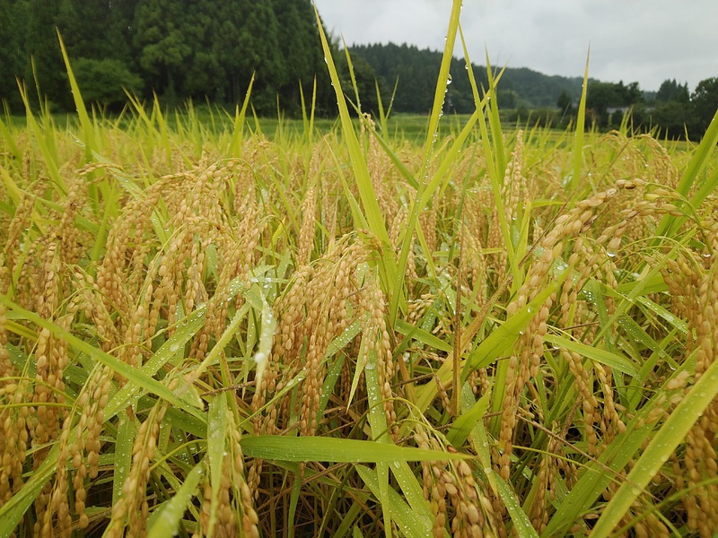 能登ひかり稲穂