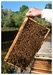 有機果樹園をぶんブン飛んだ日本ミツバチの傑作