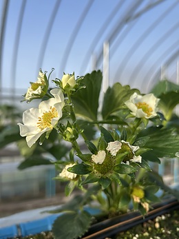 たんぽぽの会農園体験