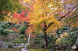 京都の秋31
