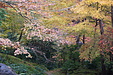 京都の秋93