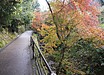 京都の秋100