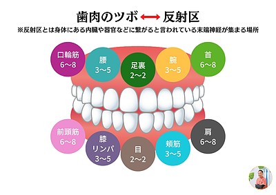 NO2ー「スペシャル歯肉マッサージ・セルフケア実習」講座（90分）ーストアカ