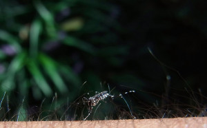 蚊の生態からデング熱感染対策を探る