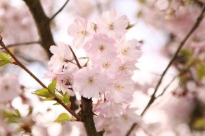 テーブルに桜咲く。自宅で楽しむ「お花見レシピ」
