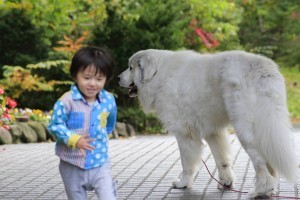 子どもと犬を 最高の友達 にする方法 ドッグトレーナー による解説記事