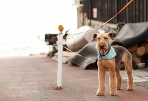 愛犬の噛みつき事故で負うべき法的責任