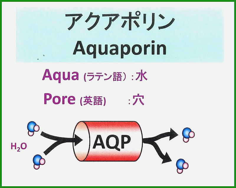 隈笹精　アクアポリン　星製薬　星薬科大学