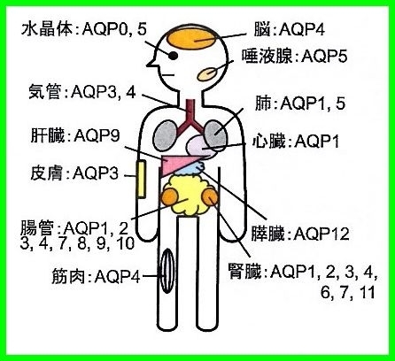 隈笹精　アクアポリン