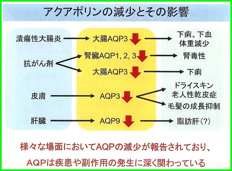 隈笹精　アクアポリン