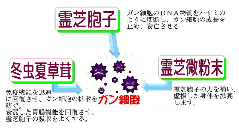 星火霊芝宝