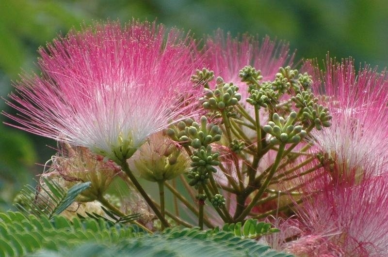 忘憂歓　合歓の花　金針菜（忘憂草）