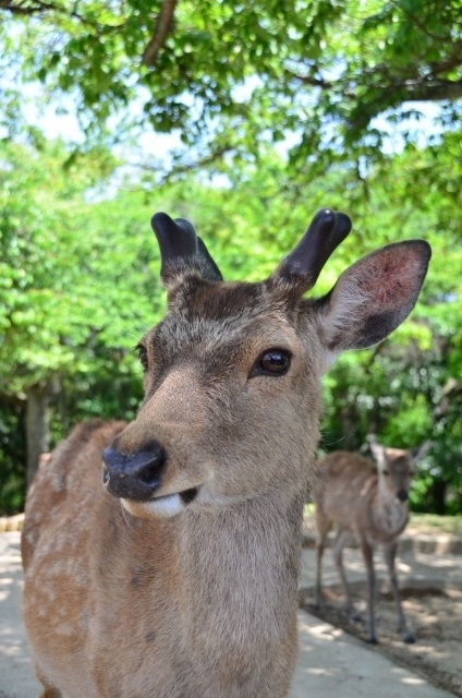 動物性生薬　鹿茸　天好