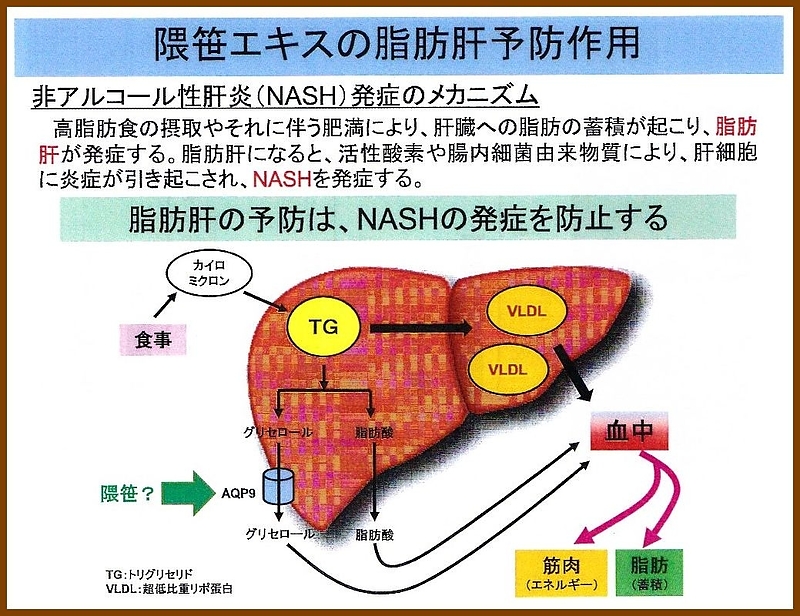 くまざさ　隈笹精　隈笹 アクアポリン