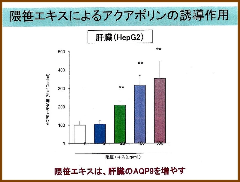 くまざさ　隈笹精　隈笹 アクアポリン