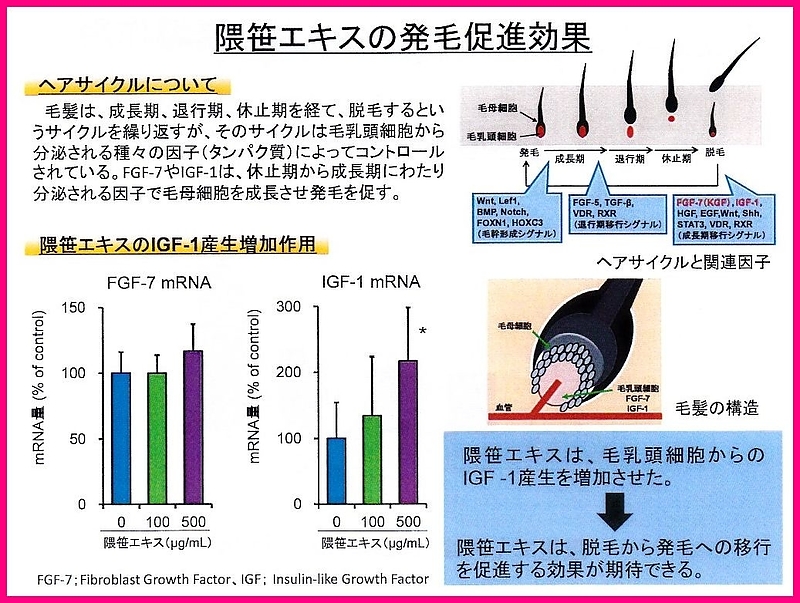 くまざさ　隈笹精　隈笹 アクアポリン