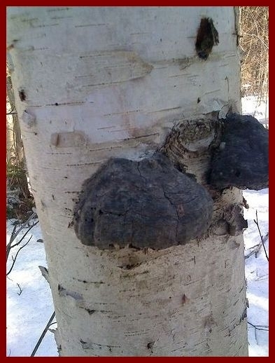 シベリア人参　チャガ　　白樺霊芝