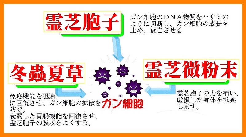 星火霊芝宝　テロメラーゼ