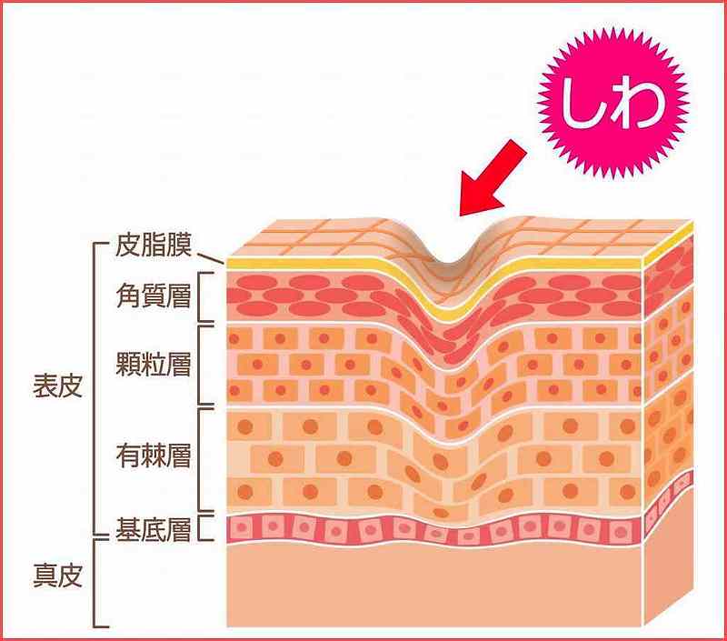 婦宝当帰膠　亀鹿仙