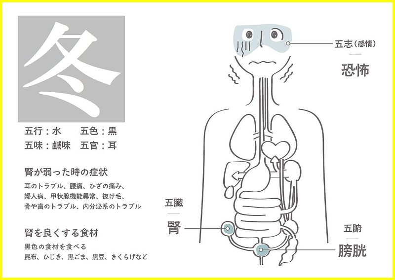 至宝三鞭丸　杞菊地黄丸