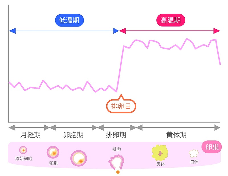 婦宝当帰膠　参茸補血丸　五浄心