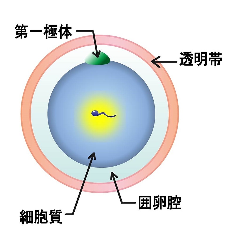 婦宝当帰膠