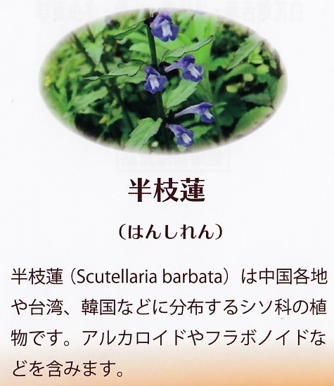 エボン・ゼリー　白花蛇舌草　半枝蓮