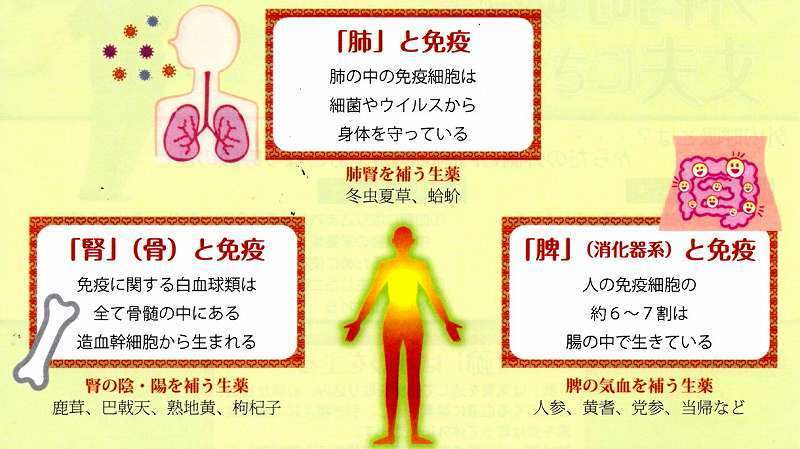 双料参茸丸