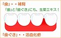 《「歯」と「歯ぐき」の健康維持にも生薬エキスは有効！》