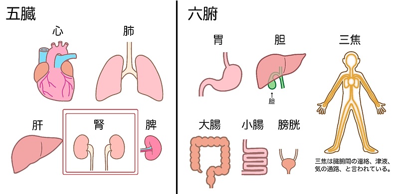 至宝三鞭丸　参馬補腎丸