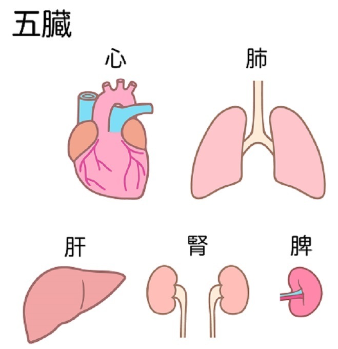 五臓六腑