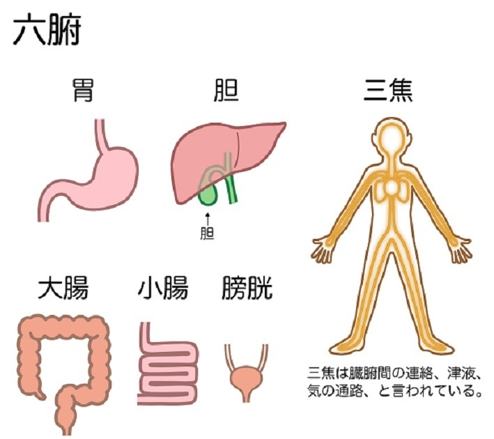 五臓六腑