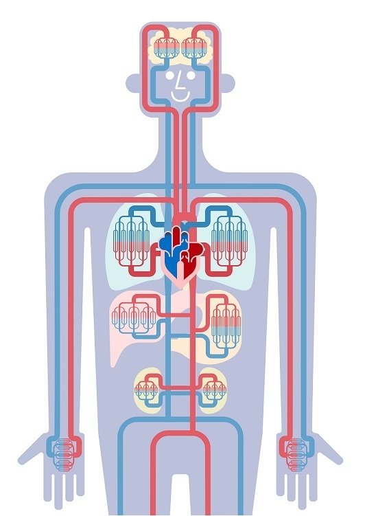 五浄心　血液循環