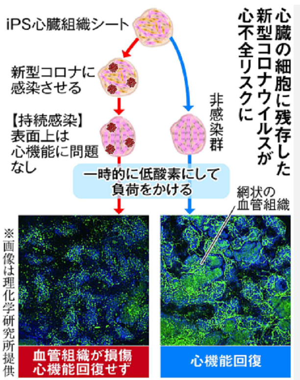 冠元顆粒　　五浄心