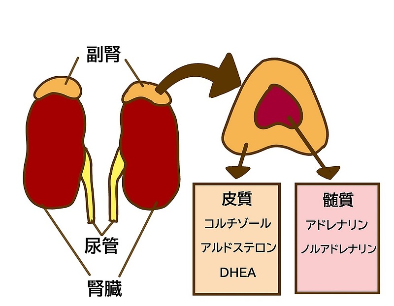 副腎