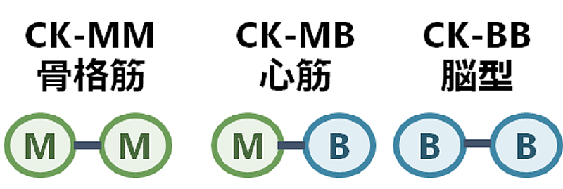 CK(CPK)値