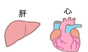 《腎機能を元気に！》