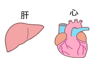 《腎機能を元気に！》