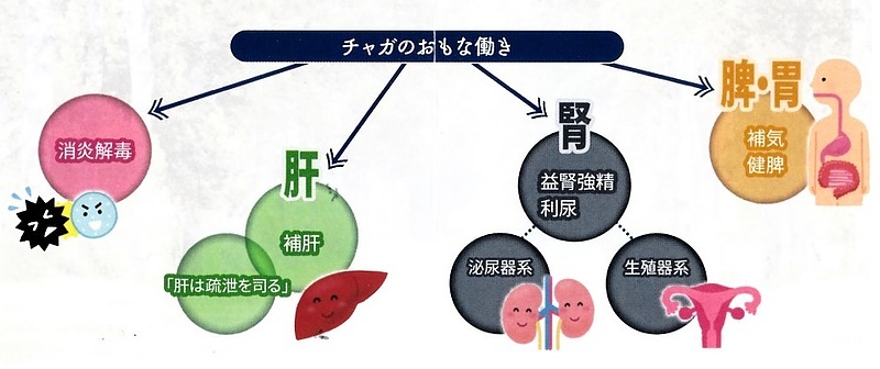 シベリア霊芝