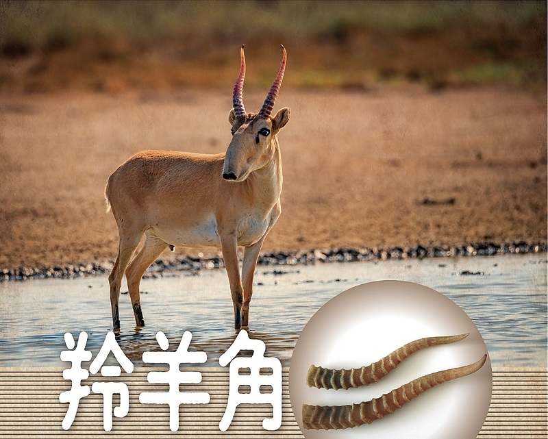 羚羊角　救心感應丸氣