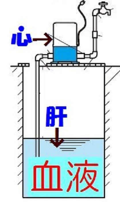 婦宝当帰膠　サメミロン