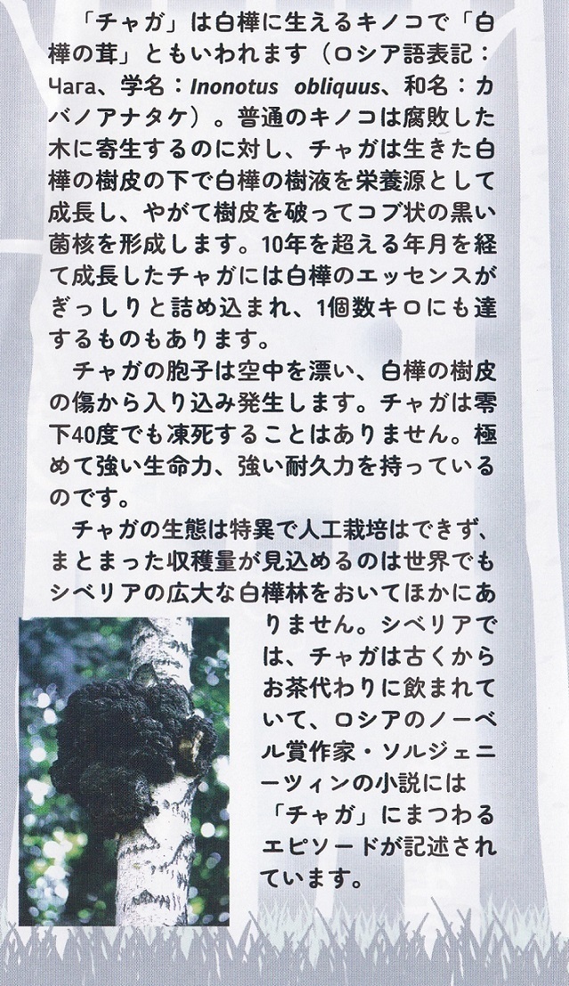 シベリア霊芝 シベリア霊芝