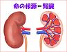 《腎臓の元気度》