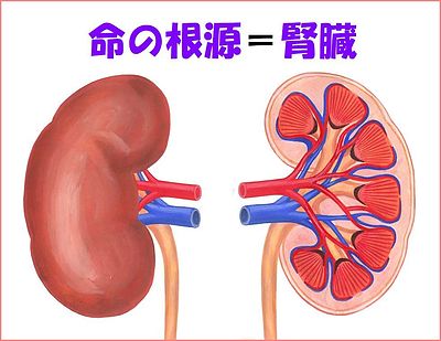 《腎臓の元気度》