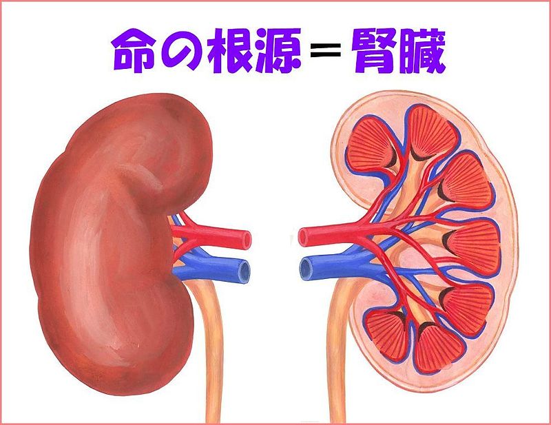 冠元顆粒　サメミロン