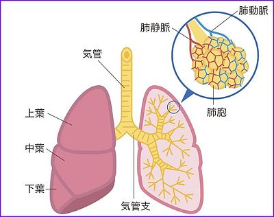 《肺を元気にする動物性生薬》